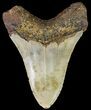 Bargain, Megalodon Tooth - North Carolina #67112-2